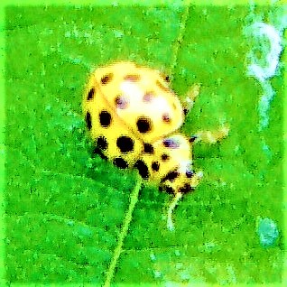 pilz-marienkafer-psyllobora-vi-26909.jpeg
