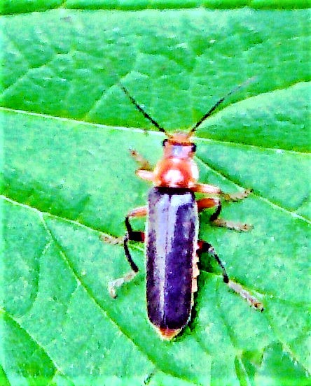 variabler-weichkafer-cantharis-26910.jpeg