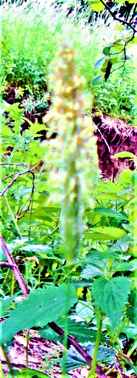 wiesen-lieschgrasuphleum-pratense-l-bluhend-26907.jpeg