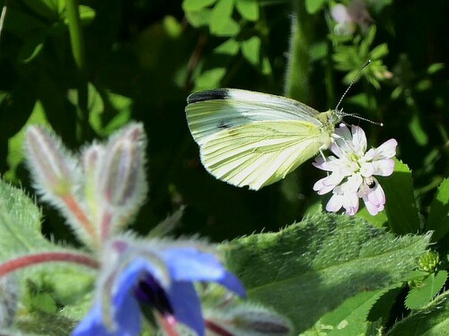 Wenn die Sonne mal rauskommt, fliegen sie auch..........

Aufnameort: Ersingen
Kamera: Panasonic Lumix TZ 71