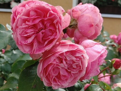 Rose gesehen auf einem Spaziergang durch Boxbrunn

Aufnameort: Lichtenau Roggenberg / Boxbrunn
Kamera: Lg