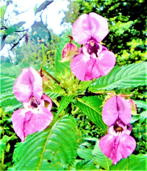 Das Drüsige Springkraut gehört zur Familie der Balsaminengewächsen
(Balsaminaceae).
In Europa wird oft jene Art Springkraut als invasiver Neophyt(Neuankömmling) bekämpft.
https://de.wikipedia.org/wiki/Dr%C3%BCsiges_Springkraut



Aufnameort: Eibelshausen Bachufer der Diezhöltze
Kamera: Medion Camcorder