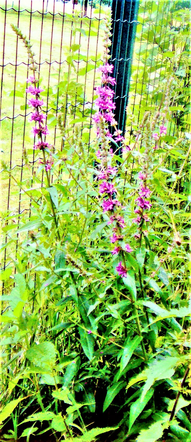 blutweiderich-lythrum-salicaria-l-26939.jpeg