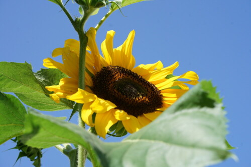 Helianthus giganteus blüht in strahlendem Gelb.

Aufnameort: Merheimer Gärten Köln
Kamera: Sony Alpha 7/II