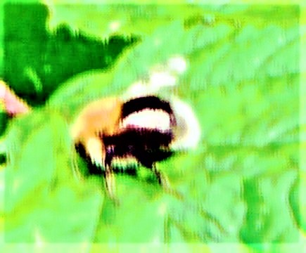 baumhummel-bombus-hypnorum-l-1758-arbeiterin-26952.jpeg