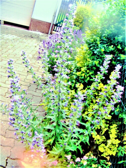 gewohnlicher-natternkopf-echium-vulgare-l-26954.jpeg