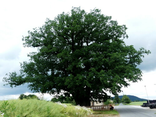 

Aufnameort: Oberlausitz
Kamera: Panasonic Lumix FZ 330