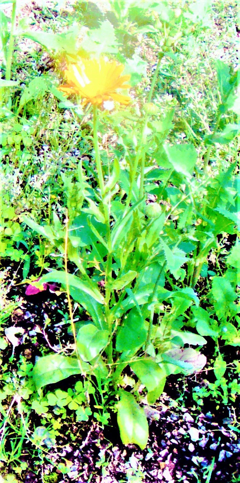 Die Ringelblume gehört zu den Korbblütler(Asteracae).
Sie findet auch in der Heilkunde(Homöopathie) Verwendung.
https://de.wikipedia.org/wiki/Ringelblume


Aufnameort: Eiershausen Garten
Kamera: Canon EOS 1300D