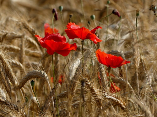 klatschmohn-in-gerste-27033.jpeg