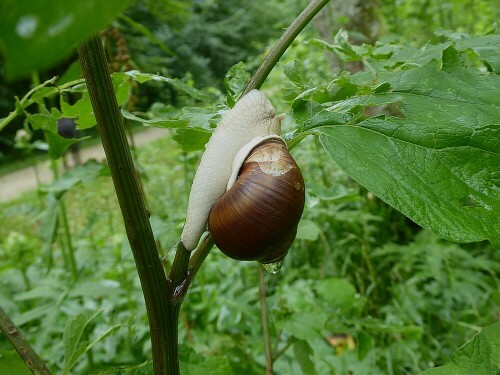 Wie kommt die große Schnecke auf den dünnen Ast?

Aufnameort: Ludwigsfeld-Neu Ulm
Kamera: Panasonic Lumix TZ 71