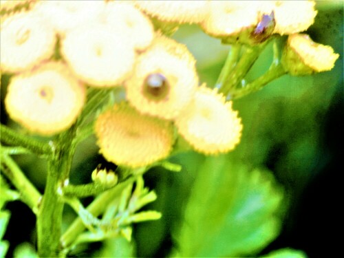 Der Rainfarn gehört zur Familie der Korbblütler(Asteraceae).
Hier zeigt er in seinen Blüten "Auswüchse bzw. Scheinblüten",
die t. w. dem Blütenboden entstammen(z. B. ähnlich Fruchtknoten) und als Pseudanthium bezeichnet wird.
https://de.wikipedia.org/wiki/Rainfarn
https://de.wikipedia.org/wiki/Pseudanthium

Aufnameort: Eibelshausen Rommelsberg
Kamera: Canon EOS 1300D