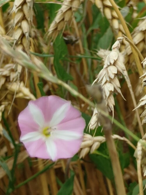 ackerwinde-im-kornfeld-wunderschoner-kontrast-27214.jpeg