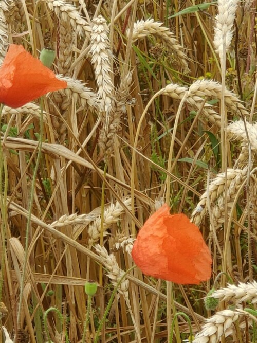 klatschmohn-im-kornfeld-27209.jpeg