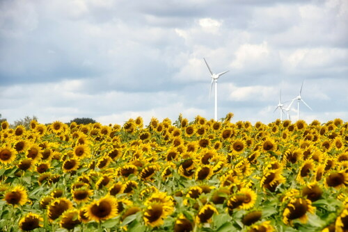 sonnenblumen-und-windkraft-27025.jpeg