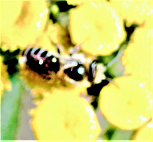 gemeine-seidenbiene-colletes-d-27026.jpeg