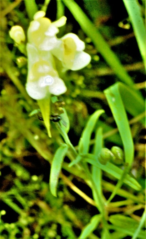 echtes-leinkraut-linaria-vulgaris-mill-27055.jpeg