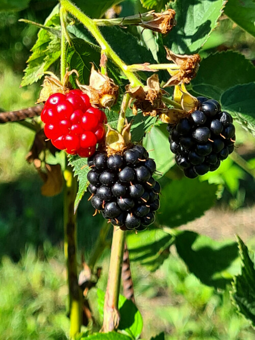 brombeeren-27061.jpeg