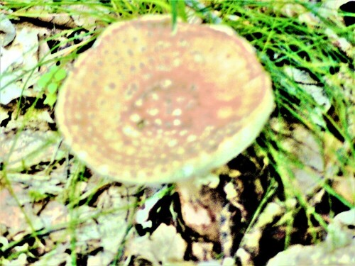 perlpilz-amanita-rubescens-pers-27067.jpeg