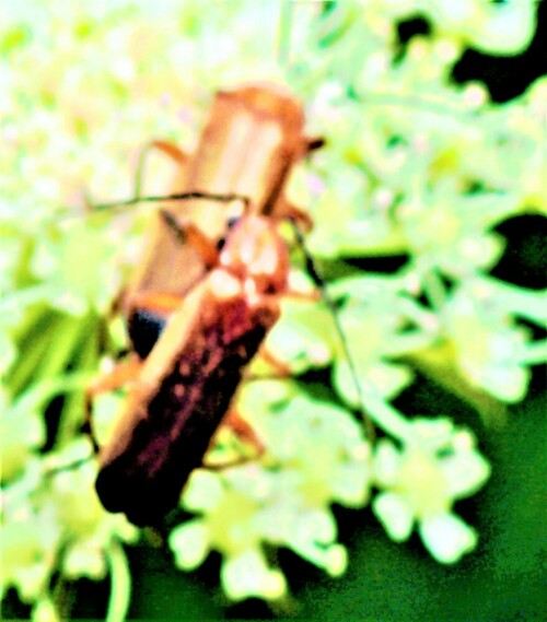 roter-weichkafer-rhagonycha-fu-27068.jpeg