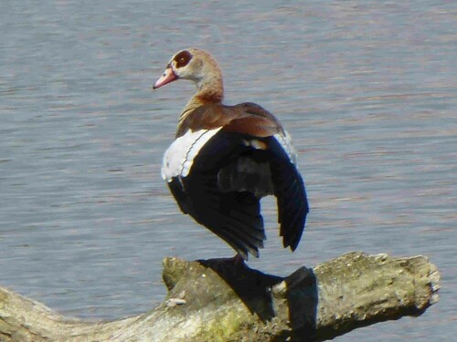 Die Nilgänse haben sich hier ganz schön breit gemacht!

Aufnameort: Öpfinger Stausee
Kamera: Pansonic Lumix TZ 71