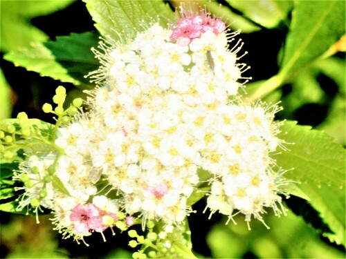 sommerspiere-spirea-japonica-genpei-l-1758-27074.jpeg