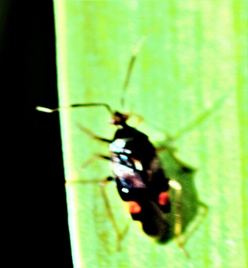 wanze-adelphocoris-seticornis-fabricius-1775-27077.jpeg