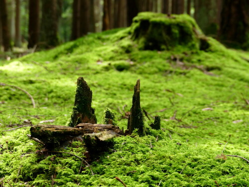 

Aufnameort: Triesdorf im Wald
Kamera: Panasonic Lumix FZ 330