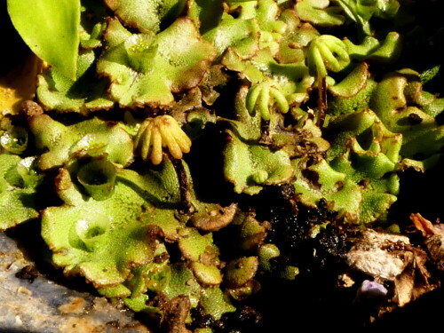 

Aufnameort: Weidenbach in meinem Garten
Kamera: Nikon D500