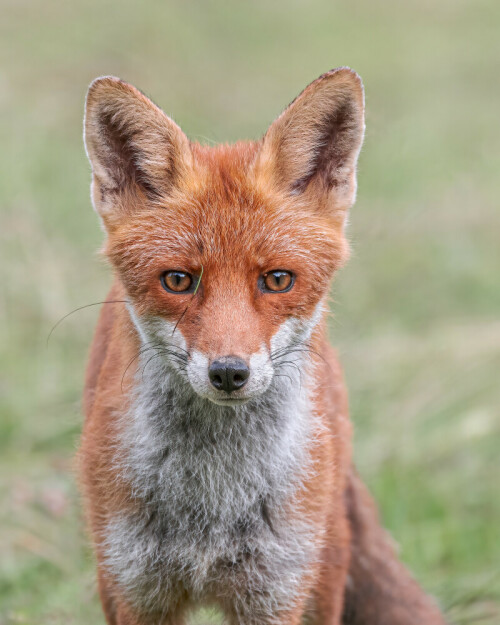 Rotfuchs nach erfolgreicher Mäusejagd in einer frisch gemähten Wiese.

Aufnameort: Vorarlberg
Kamera: Nikon D500