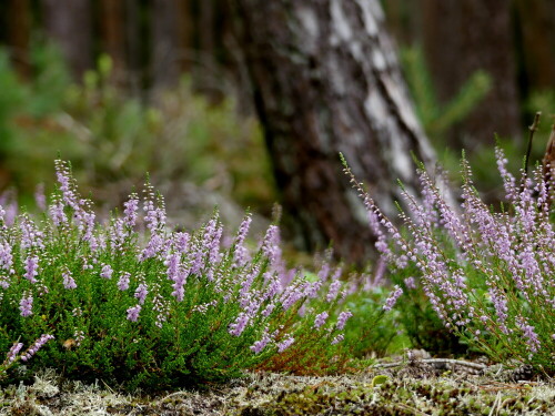 

Aufnameort: Wald bei Arberg
Kamera: Panasonic Lumix FZ 330