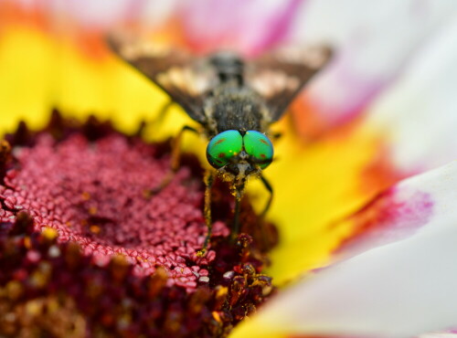 

Aufnameort: Leidendorf
Kamera: Nikon D500