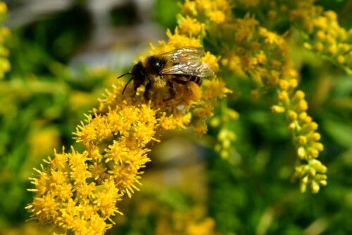 

Aufnameort: Weidenbach in meinem Garten
Kamera: Panasonic Lumix FZ 330