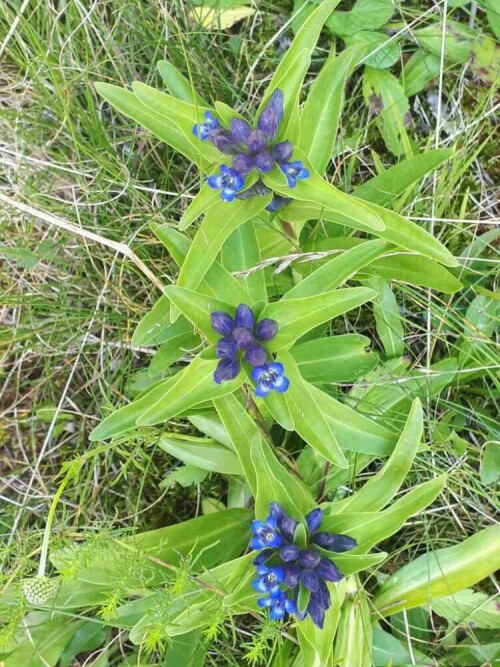 Das Tiefental einmalig, nicht nur Insekten auch außergewöhnliche Pflanzen gibt es hier

Aufnameort: Tiefental zwischen Schmiechen und Blaubeuren
Kamera: Panasonic Lumix TZ 71