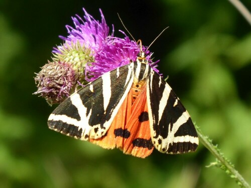 Das Tiefental zwischen Schmiechen und Blaubeuren ist ein Schmetterlingsparadies. Um die 20-25 Arten findet man hier.

Aufnameort: Tiefental
Kamera: Panasonik Lumix TZ 71