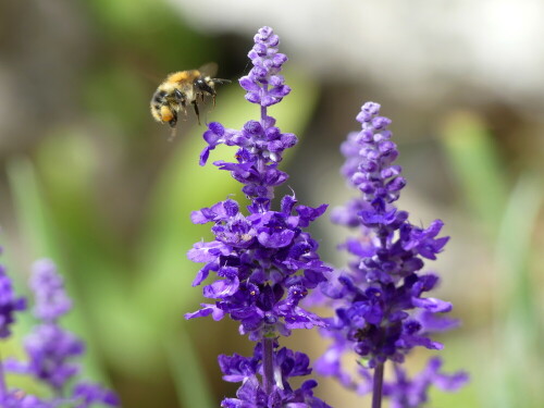 

Aufnameort: Weidenbach in meinem Garten
Kamera: Panasonic Lumix FZ 330