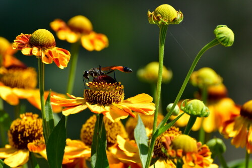 

Aufnameort: Weidenbach in meinem Garten
Kamera: Nikon D500