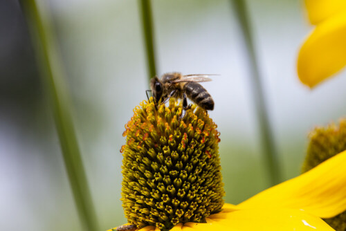 

Aufnameort: Sachsen
Kamera: Canon EOS 60D