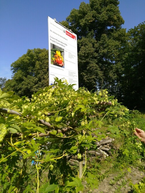 Im Gartenlabor an der Olpener Str. hat der Kölner NABU einen herrlichen Naturgarten angelegt, bestehend aus einer Wildblumenwiese, einem Teich und natürlich viel selbst angebautem Gemüse. Im Vordergrund sieht man Hopfen.

Aufnameort: Köln Höhenberg
Kamera: Fairphone 2