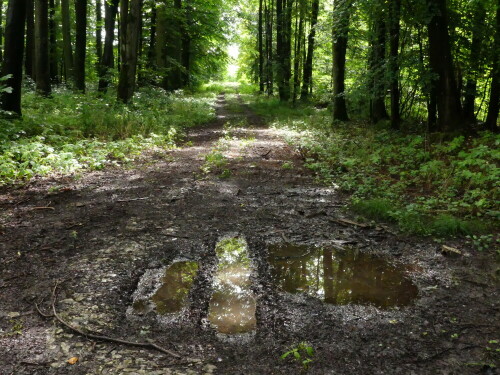 

Aufnameort: Wald bei Triesdorf
Kamera: Panasonic Lumix FZ 330