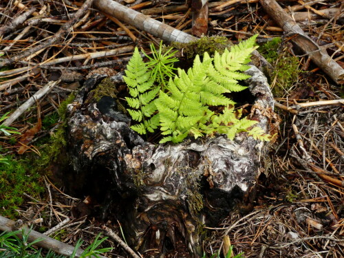 

Aufnameort: Wald bei Triesdorf
Kamera: Panasonic Lumix FZ 330