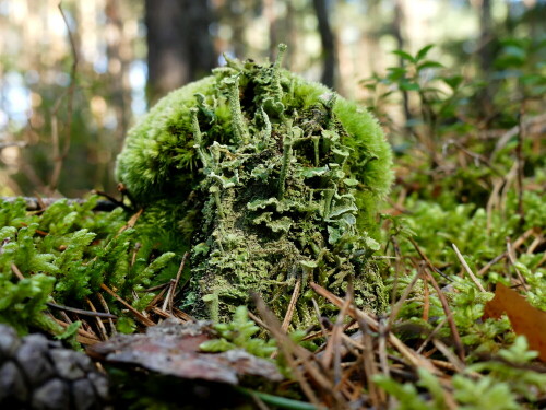 

Aufnameort: Wald bei Arberg
Kamera: Panasonic Lumix FZ 330