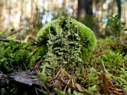 

Aufnameort: Triesdorf im Wald
Kamera: Panasonic Lumix FZ 330