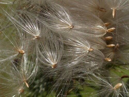 

Aufnameort: Weidenbach in meinem Garten
Kamera: Panasonic Lumix FZ 330