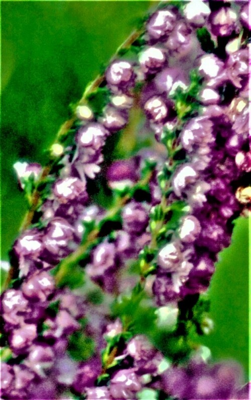 besenheide-calluna-vulgaris-l-hull-bluhend-27230.jpeg