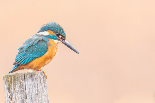 Eisvogel auf dem Ansitz zur Jagd

Aufnameort: Baden-Württemberg
Kamera: Nikon D500