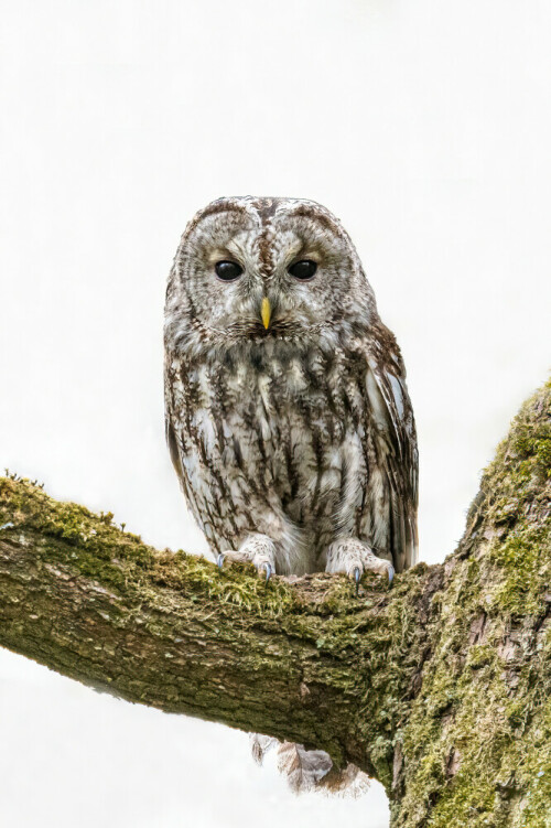 Waldkauz bewacht aufmerksam seine Ästlinge

Aufnameort: Baden-Württemberg
Kamera: Nikon D500