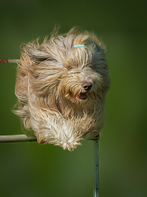 Bei einem Hundewettbewerb (Agility) beim Hochsprung aufgenommen

Aufnameort: Wels
Kamera: Nikon