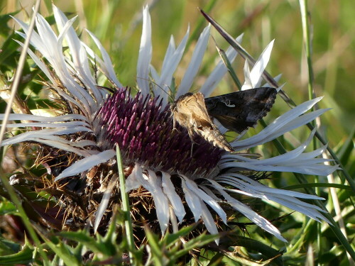 gammaeule-auf-silberdistel-27264.jpeg