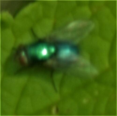 goldfliege-lucilia-sericata-me-27248.jpeg