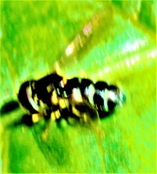 pilz-schwebfliege-cheilosia-sc-27249.jpeg